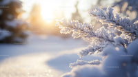 Frosty Morning with Snow-Covered Evergreen Branches