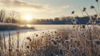 Frosty Reeds at Sunrise Over a Tranquil Winter Lake
