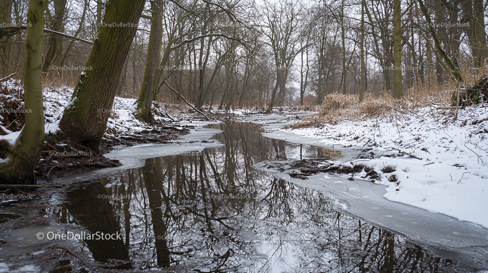 Snowy River and Leafless Trees in Winter Landscape