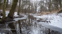 Snowy River and Leafless Trees in Winter Landscape