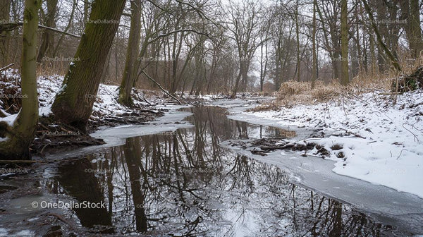 Snowy River and Leafless Trees in Winter Landscape