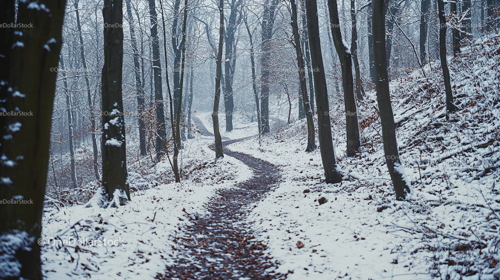 Snowy Forest Path Through Serene Winter Woods
