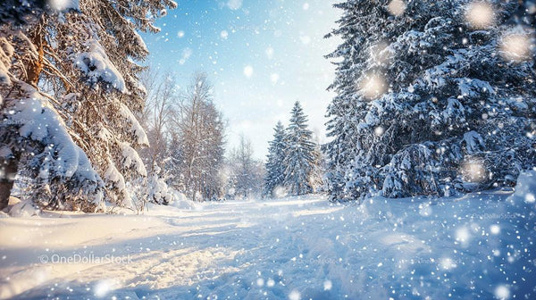 Snow-Covered Forest Path Under a Bright Blue Winter Sky