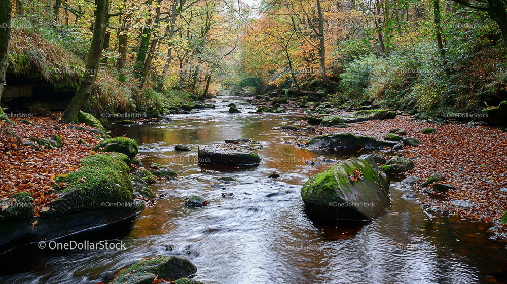 Moss-Covered Rocks in Tranquil Autumn Forest Stream