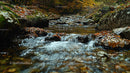 Serene Stream Flowing Through Autumn Forest