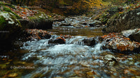 Serene Stream Flowing Through Autumn Forest
