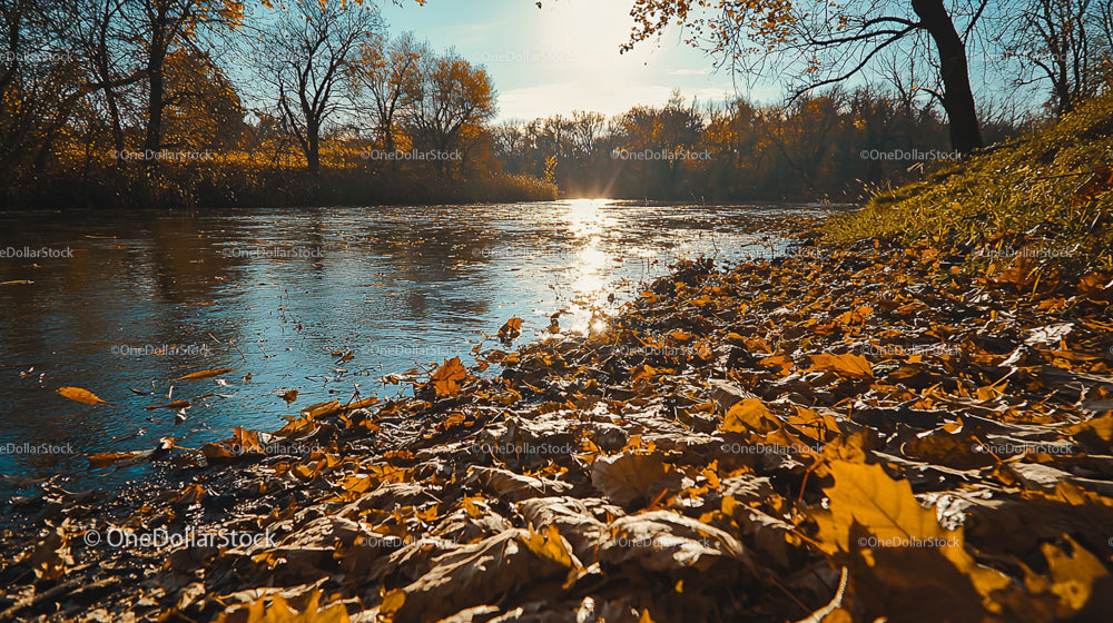 Tranquil River with Autumn Leaves at Golden Hour