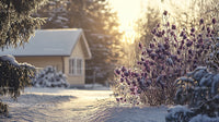 Cozy Cabin with Purple Flowers in a Winter Wonderland