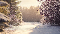 Snowy Pathway Through Winter Forest in Morning Light