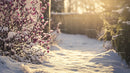 Peaceful Winter Garden with Snow-Covered Pink Blossoms
