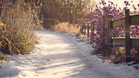 Scenic Snowy Path Lined with Purple Thistles and Wooden Fence