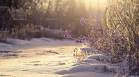 Winter Landscape with Frosty Purple Flowers and Sunlight
