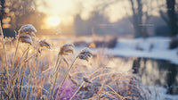 Frosty Winter Sunrise Over Snow-Covered Meadow