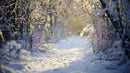 Serene Snowy Pathway Through a Sunlit Winter Forest
