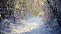 Serene Snowy Pathway Through a Sunlit Winter Forest