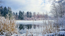 Serene Winter Landscape with Snow-Covered Trees and Frozen Lake