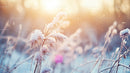 Frosty Plants Bathed in Gentle Winter Sunrise