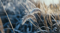 Frost Covered Grass Blades in Winter Morning Light