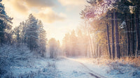 Sunrise Over a Snowy Forest Path in Winter