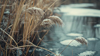 Frosted Grasses by a Frozen Tranquil Pond