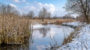 Peaceful Winter River with Snowy Banks and Tall Reeds