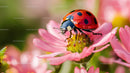 Ladybug Resting on a Vibrant Pink Flower