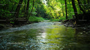 Tranquil Stream in Lush Summer Forest
