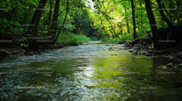 Tranquil Stream in Lush Summer Forest