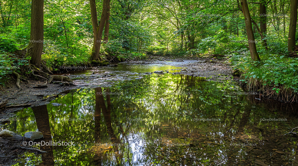 Tranquil Forest Stream with Reflective Waters