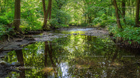 Tranquil Forest Stream with Reflective Waters