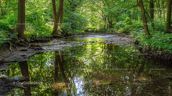 Tranquil Forest Stream with Reflective Waters