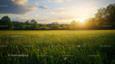Peaceful Green Field at Sunset with Golden Sunlight