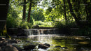 Tranquil Forest Stream with Sunlit Greenery