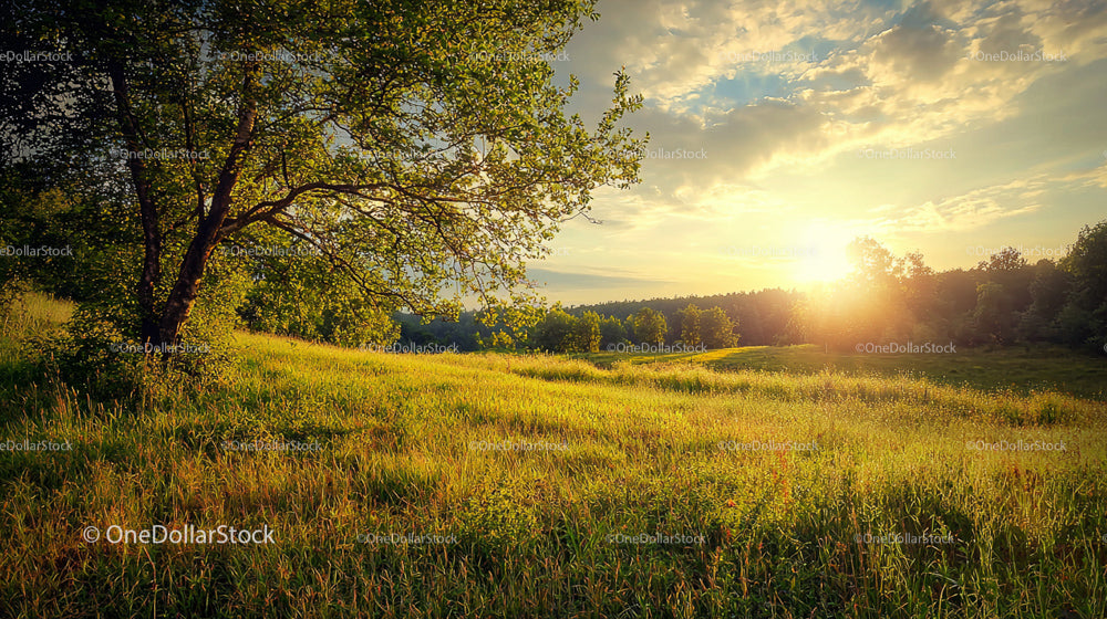 Golden Sunset Over Lush Green Meadow