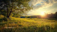 Golden Sunset Over Lush Green Meadow