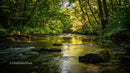 Sunlit Forest Stream Surrounded by Lush Greenery
