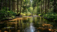 Sunlit Forest Stream Surrounded by Lush Greenery