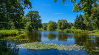 Serene Pond with Lush Greenery and Clear Blue Sky