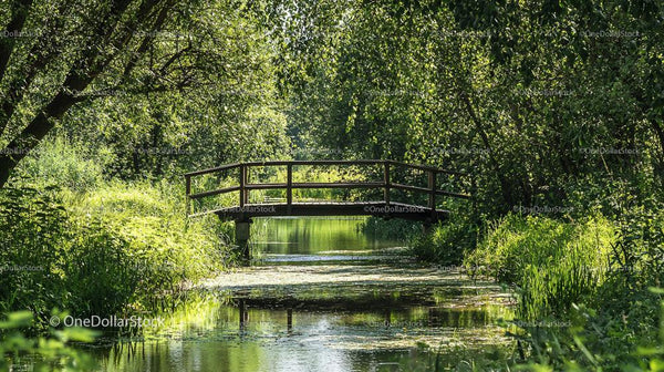 Wooden Bridge Over Tranquil Stream in Lush Forest Landscape