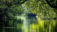 Tranquil River Flowing Through Lush Green Forest