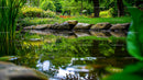 Tranquil Garden Pond with Vibrant Greenery and Stone Edges