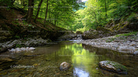 Tranquil Forest Stream with Lush Greenery and Rocky Banks