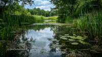 Peaceful Lake Surrounded by Lush Greenery and Lily Pads