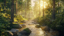 Sunlight Filtering Through Forest with Tranquil Stream
