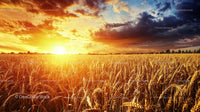 Golden Wheat Field at Sunset Under Dramatic Sky