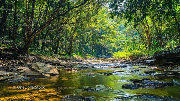 Tranquil Forest Stream with Sunlight and Lush Greenery