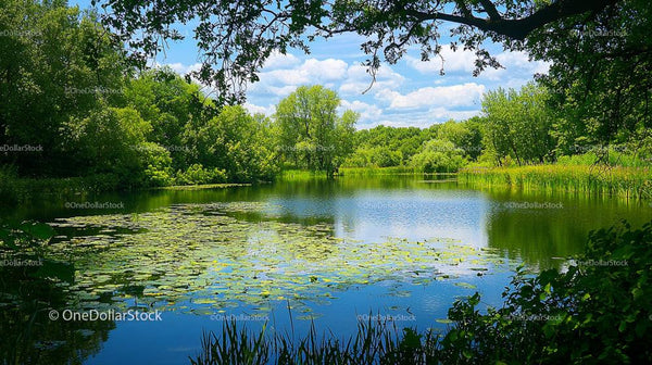 Peaceful Pond Surrounded by Lush Greenery and Water Lilies