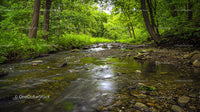 Tranquil Stream Flowing Through Lush Green Forest