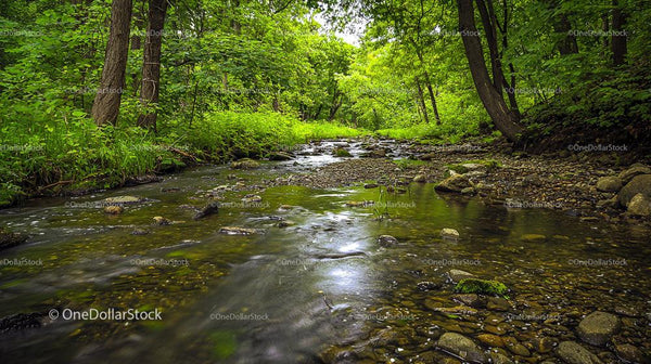 Tranquil Stream Flowing Through Lush Green Forest