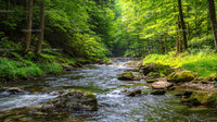 Tranquil Forest Stream with Mossy Rocks and Lush Greenery